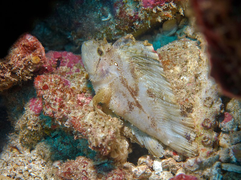 Leaf Scorpion Fish, Batee Tokong